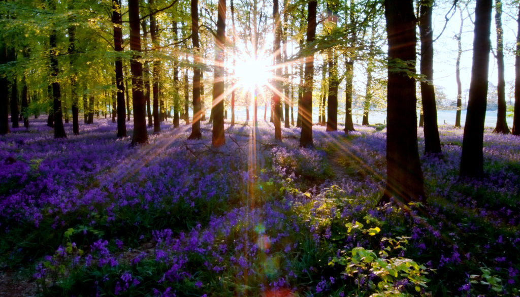 Sun through the Forest