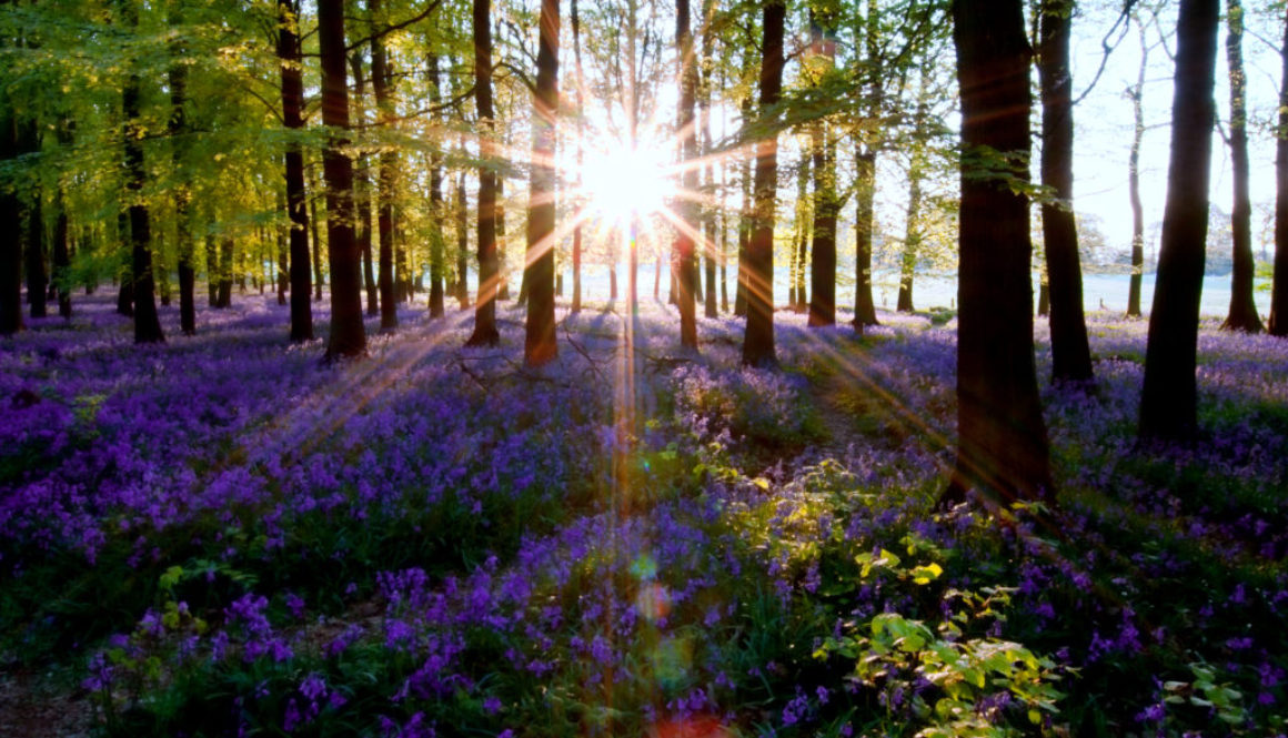 Sun through the Forest